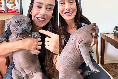 Bulldog francês nasce sem pelos devido a mutação genética rara e viraliza nas redes sociais