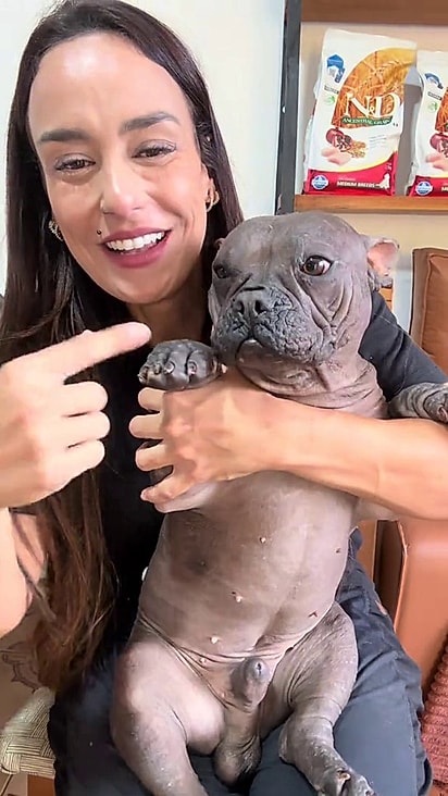 O cachorro nasceu sem pelos.