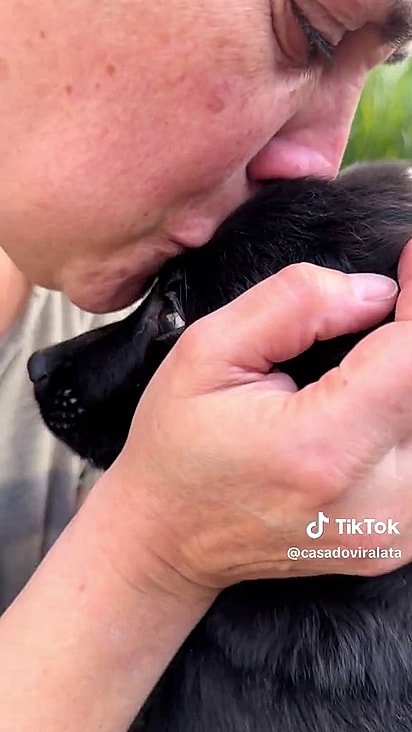 O cão é igual aquele que ela viu andando pelo seu quintal.