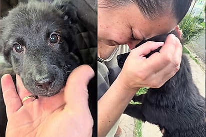 Após ter visão de cão no quintal, mulher acha pet idêntico para adoção, e algo especial acontece no primeiro abraço