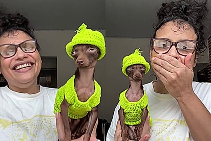 Criadora de Pinscher tenta fazer look natalino e transforma pet em meme 