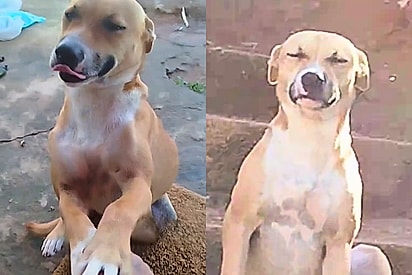 Conheça Caramela Luna uma vira-lata que utiliza o carinho para negociar a paz após dias de travessura