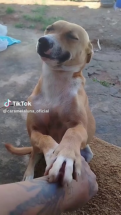 A cachorrinha sabe o que precisa fazer para evitar levar broncas.