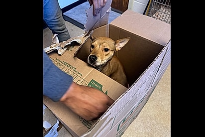 Cachorrinha abandonada em frente a abrigo com bilhete ganha final feliz.