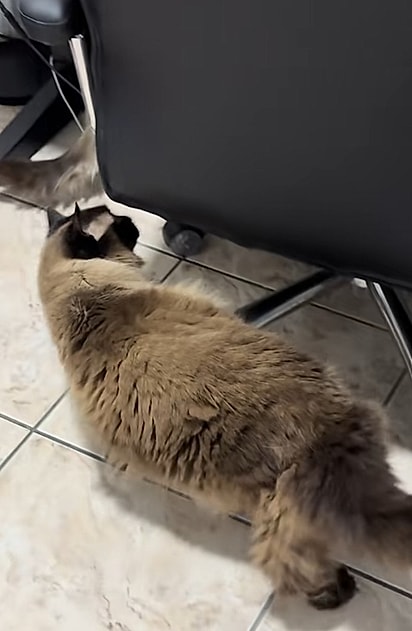 Moca marcando território na casa nova.