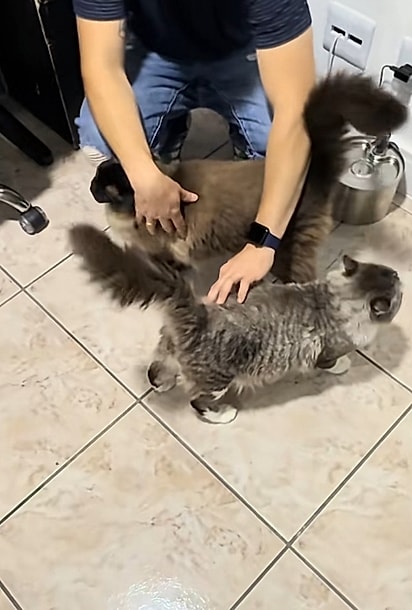 Moca e Carlito parecem ter gostado do novo lar.