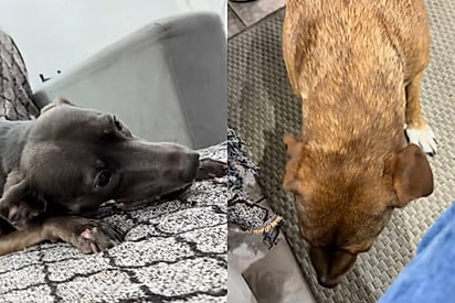 Nana e Kiki, as cadelas resgatadas do casal.