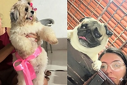 Tutora fica desesperada ao descobrir que sua shih-tzu ficou grávida do pug da irmã.