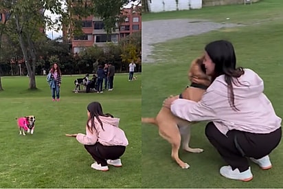 Após dois anos, mulher reencontra cachorrinhas que doou e reação das pets emociona.