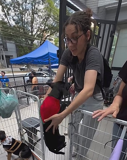 A cachorrinha escalou a grade e foi direto para o colo da jovem.