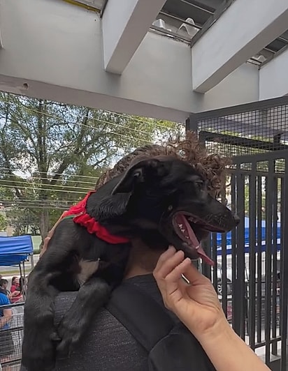 A cachorrinha foi adotada.