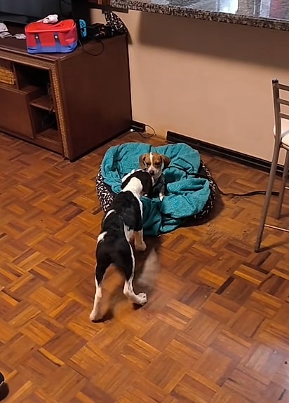 A cachorrinha apareceu na casa.