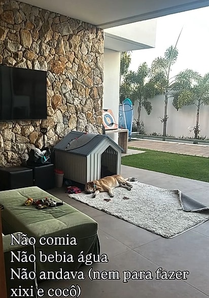 Após a morte do tutor, Baloo entrou em luto.