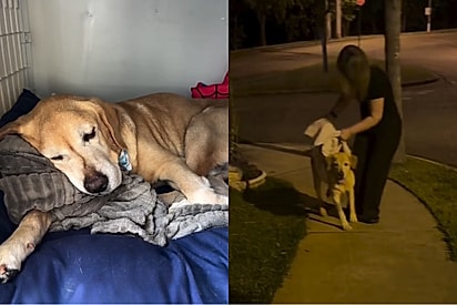 Após perda do tutor, família se une para devolver alegria ao coração enlutado de cão fiel.