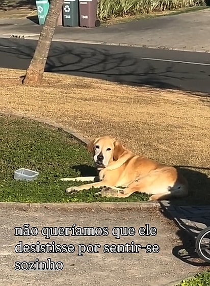 A família se uniu para trazer a alegria do pet de volta.