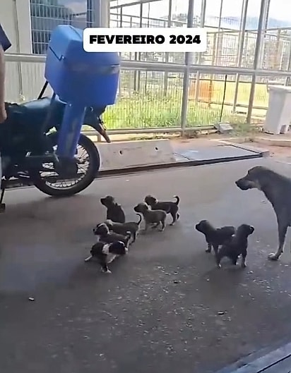 Afrodite protegendo os seus filhotes.