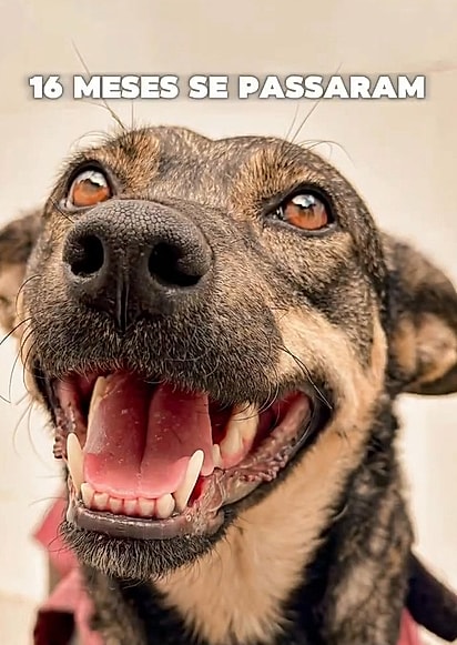 Afrodite está em busca do seu lar para sempre.