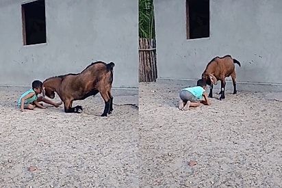 No interior do Piauí, criança cria laço especial com bode e encanta a internet.