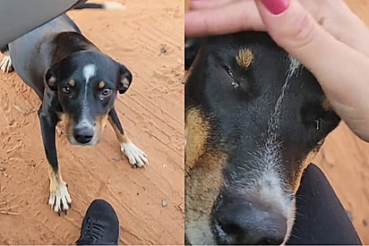 Cachorrinha abandonada grávida ganha recomeço após ser resgatada.