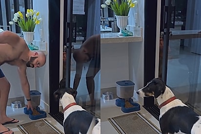 “Pitoco fazendo escola”: cachorro exige que tutores cantem música especial para comer ração