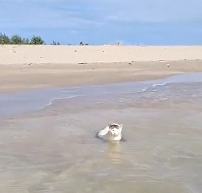 O gatinho, bem pleno, nadando na água.