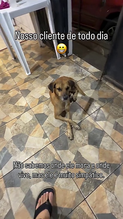 O cão espera educadamente pela sua refeição.