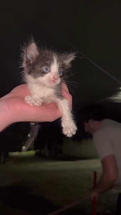 O felino estava exausta de tanto miar.