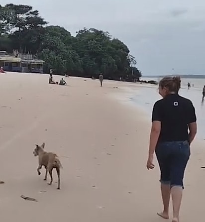 A cadelinha idosa decidiu acompanhar uma mulher durante uma caminhada na praia.