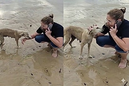 Cadelinha idosa é resgatada na praia e emociona a internet.