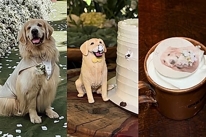 Conheça Alpino: o golden retriever que roubou a cena ao ser pajem em casamento e virou a estrela da cerimônia.
