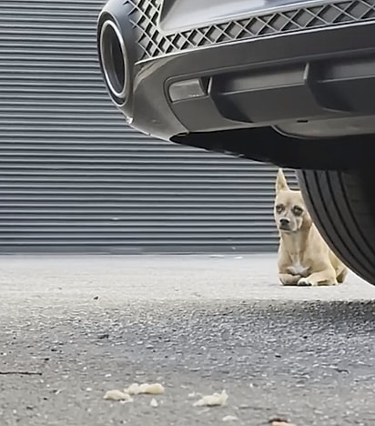 Nacho foi encontrado nas ruas.