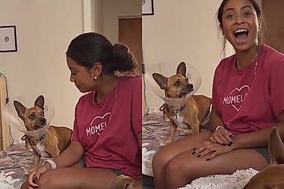 Cão resgatado nos Estados Unidos surpreende ao “falar” espanhol e acaba adotado por família bilíngue