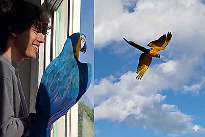 Após 7 anos sem voar, arara-canindé reaprende a usar as asas com ajuda de rapaz, e amizade comove milhões.
