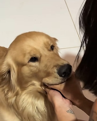 O golden retriever da família decidiu capturar ninguém menos que o menino Jesus.