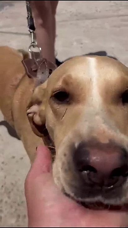  Joca celebrará o Natal em sua casa definitiva.