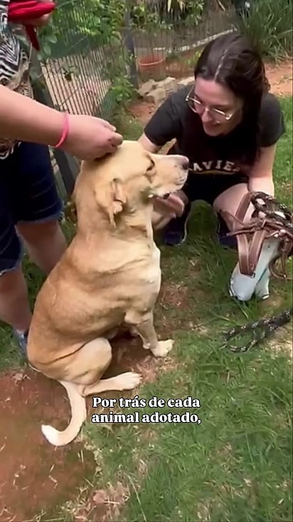 O cãozinhoi foi adotado em 22 de dezembro.
