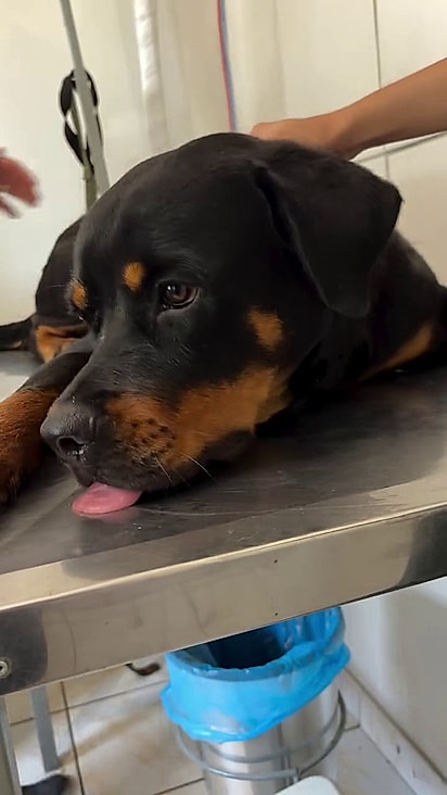 A cachorrinha fica assim até no veterinário.