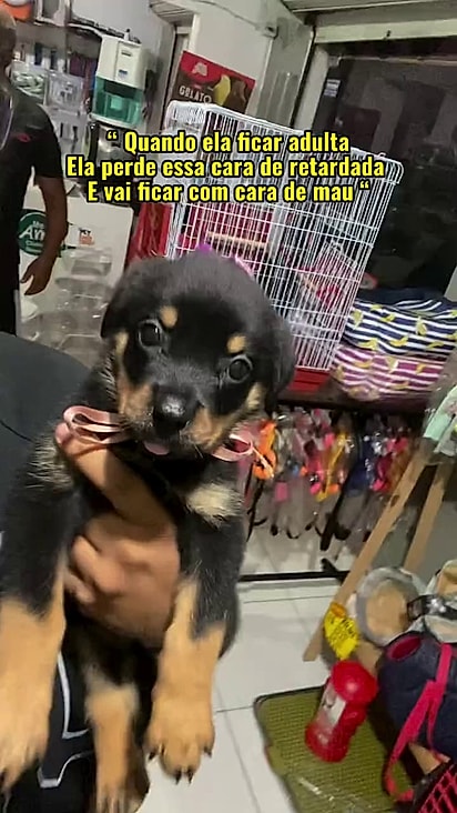 O tutor acreditava que era um comportamento de filhote.