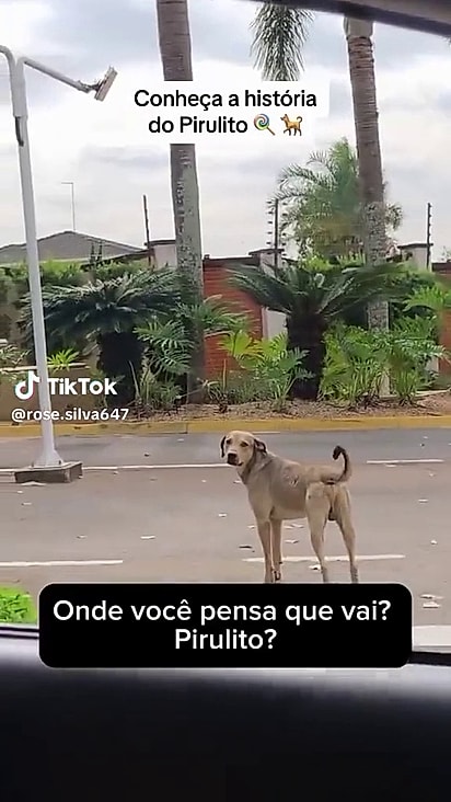 Pirulito parece ter entendido que deveria permanecer no local.