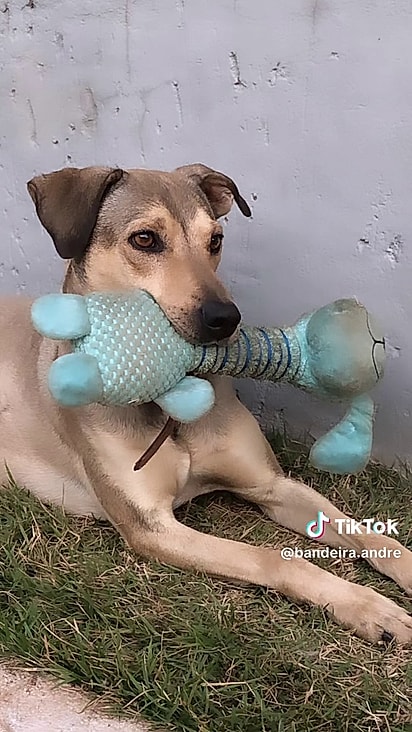 Pirulito nunca mais se interessou em ir para a rua.