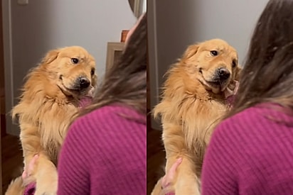 Golden encanta ao surgir com olhar apaixonado após 9 horas longe da tutora