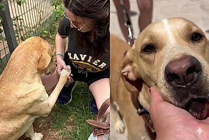 Cão adotado interrompe saída de abrigo para se despedir de protetora