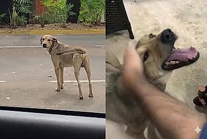 Cão vivia em padaria até que um casal que frequentava o local decidiu levá-lo para casa