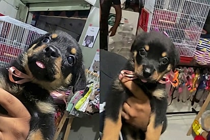 A cara de mau que nunca veio: Rottweiler vira sensação com sua eterna expressão de filhote