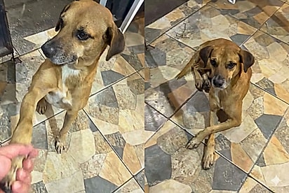 “Cliente de todo dia”: Vira-lata caramelo é bem recebido em churrascaria e passa a frequentar local diariamente