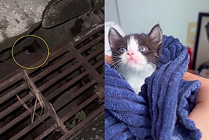 Casal sai para comprar janta e volta com novo integrante da família