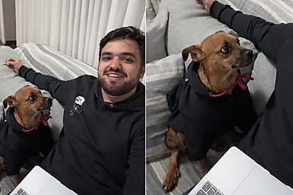 Cachorrinha mais velha de abrigo é adotada e agora segue o tutor por toda a casa, lançando olhares apaixonados.