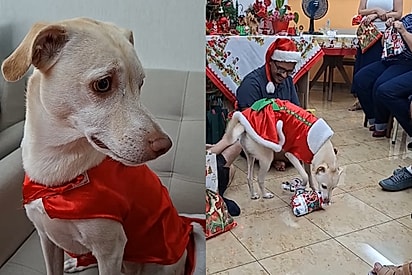 “Ela esperando a vez dela”: cachorrinha recebe presente de Natal e reação conquista internautas