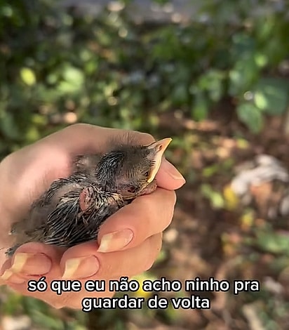 Os sabiás piavam baixinho, como um pedido de ajuda.