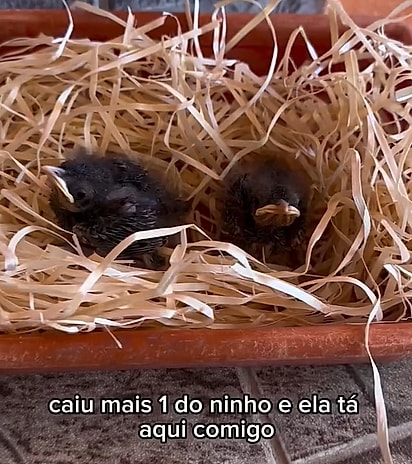Gabirla resgatou dois filhotes de passarinho.